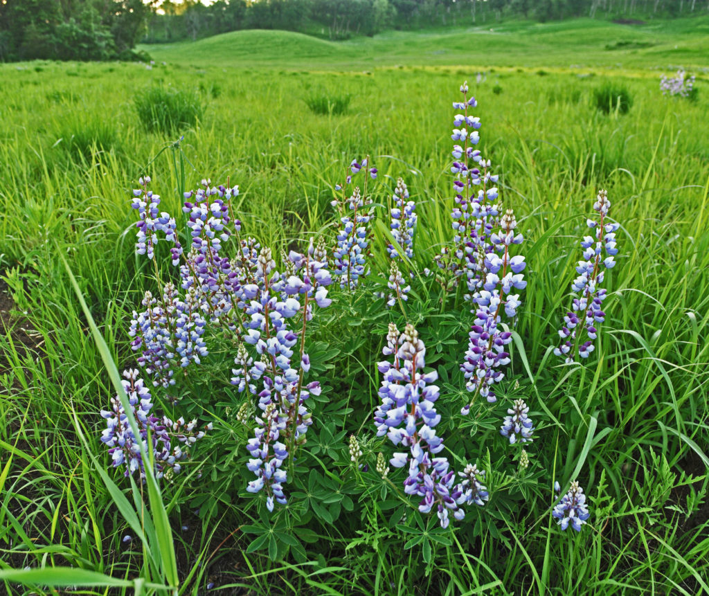 Lupinus perennis (Многолетний люпинус ) 
