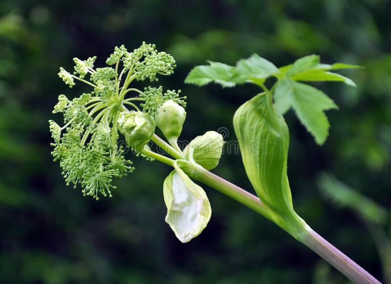 Дягиль &ndash; archangelica officinalis