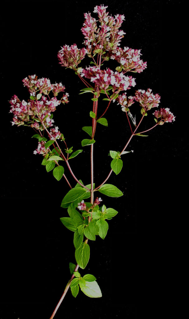 Origanum_vulgare / ©Ayotte, Gilles, 1948- Origanum_vulgare