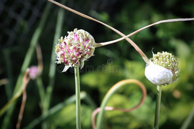 Семенные головки чеснока / ©dreamstime Семенные головки чеснока / ©dreamstime