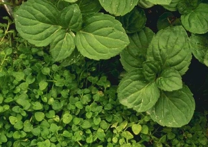 Мята перечная / Листья / pefferminze natur / (CC0) Мята перечная / Листья / pefferminze natur / (CC0)
