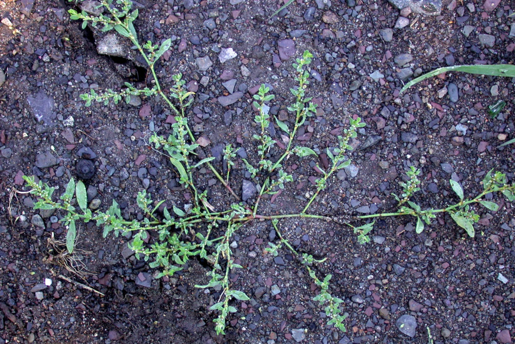 Polygonum aviculare
