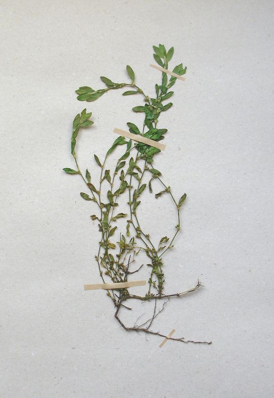 Спорыш (Polygonum aviculare)