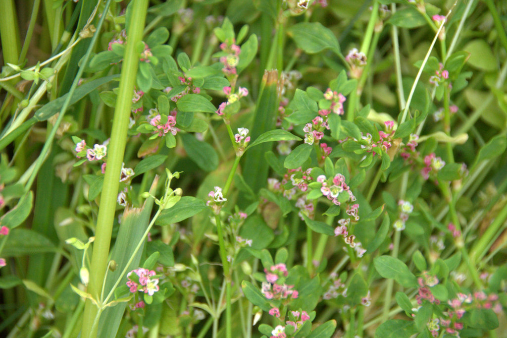 Спорыш обыкновенный (Polygonum aviculare) 