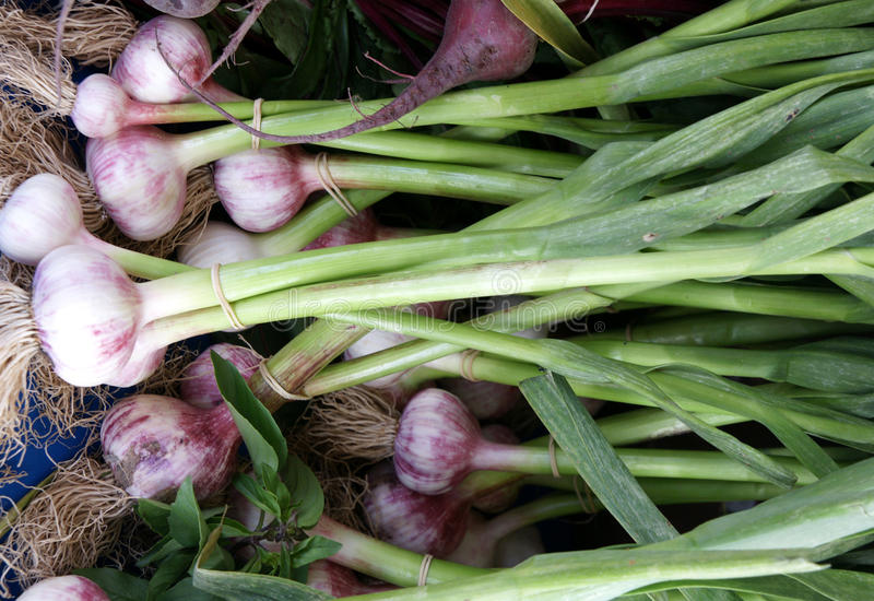 Чеснок / ©dreamstime Чеснок / Allium sativum