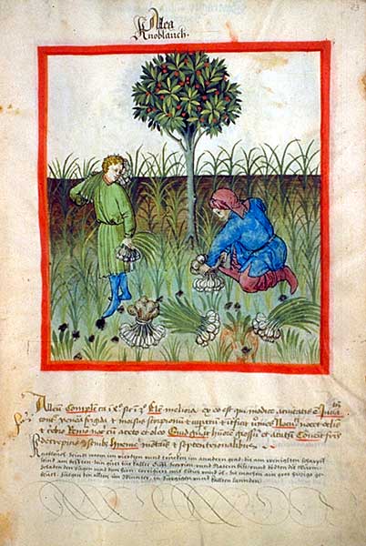 Сбор чеснока.Чеснок / сбор чеснока / Иллюстрации из книги Tacuinum Sanitatis, XV век (Национальная библиотека Франции) / (CC0 1.0) Чеснок / сбор чеснока / Иллюстрации из книги Tacuinum Sanitatis