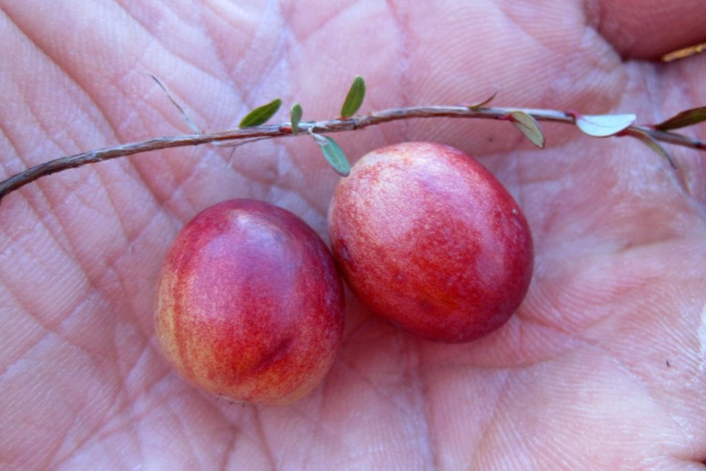 Клюква ПИЛИГРИМ / Vaccinium_macrocarpon / © Rob Routledge, Sault College, Bugwood.org Клюква ПИЛИГРИМ / Vaccinium_macrocarpon