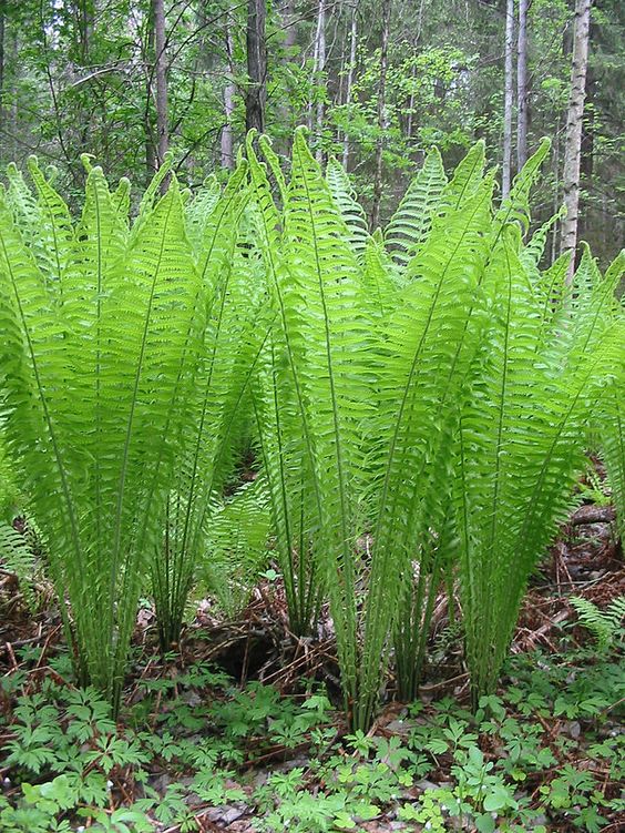 Папоротник страусник Matteuccia struthiopteris   Страусник обыкновенный