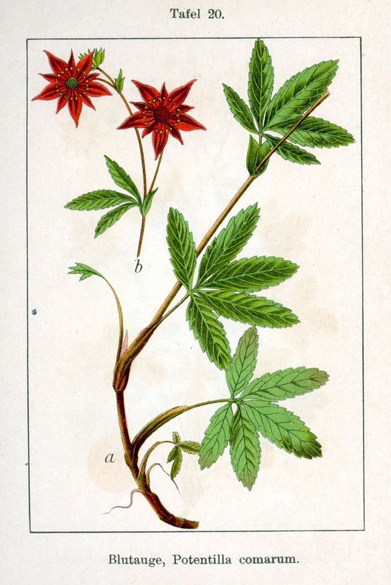 Сабельник болотный (лат. Comarum palustre) / ©pinterest Сабельник болотный (лат. Comarum palustre) / ©pinterest