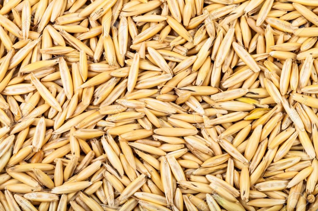 Овёс посевной (Avena sativa) / ©123rf Овёс посевной (Avena sativa)