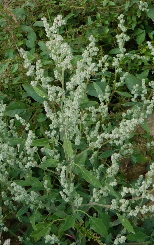 Лебеда садовая (Atriplex hortensis)