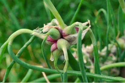 Лук многоярусный (лат. Allium proliferum)
