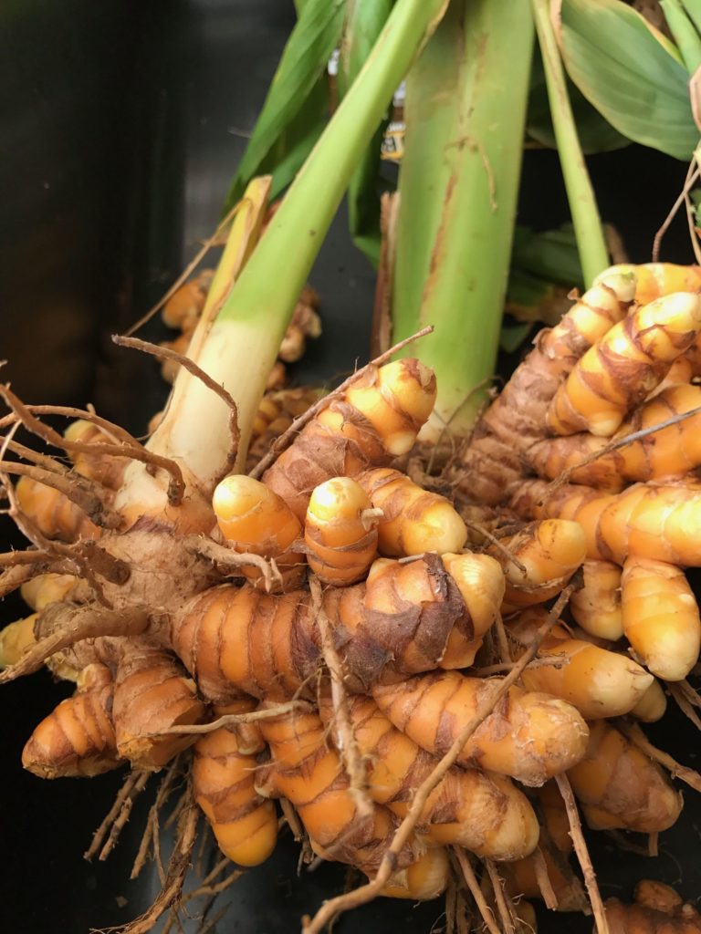 Curcuma longa / Куркума длинная / корень 