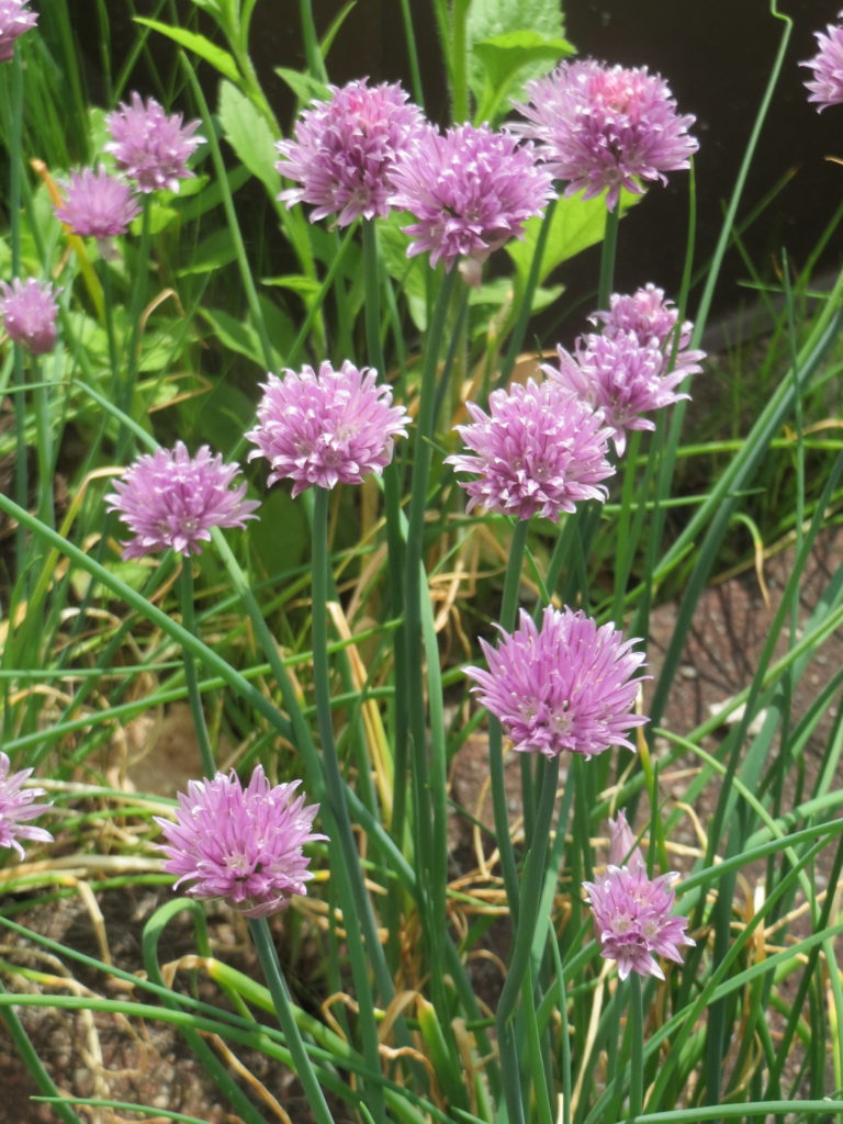 Лук скорода́, шнитт-лук / Allium schoenoprasum 