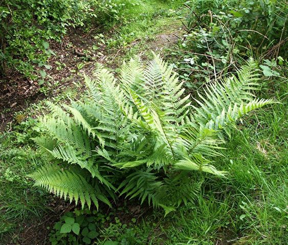 Папоротник щитовник (Dryopteris filix-mas) Щитовник мужской
