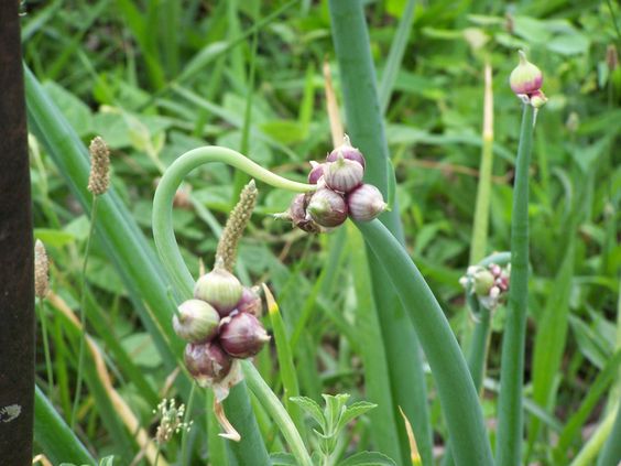 Лук многоярусный (лат. Allium proliferum)