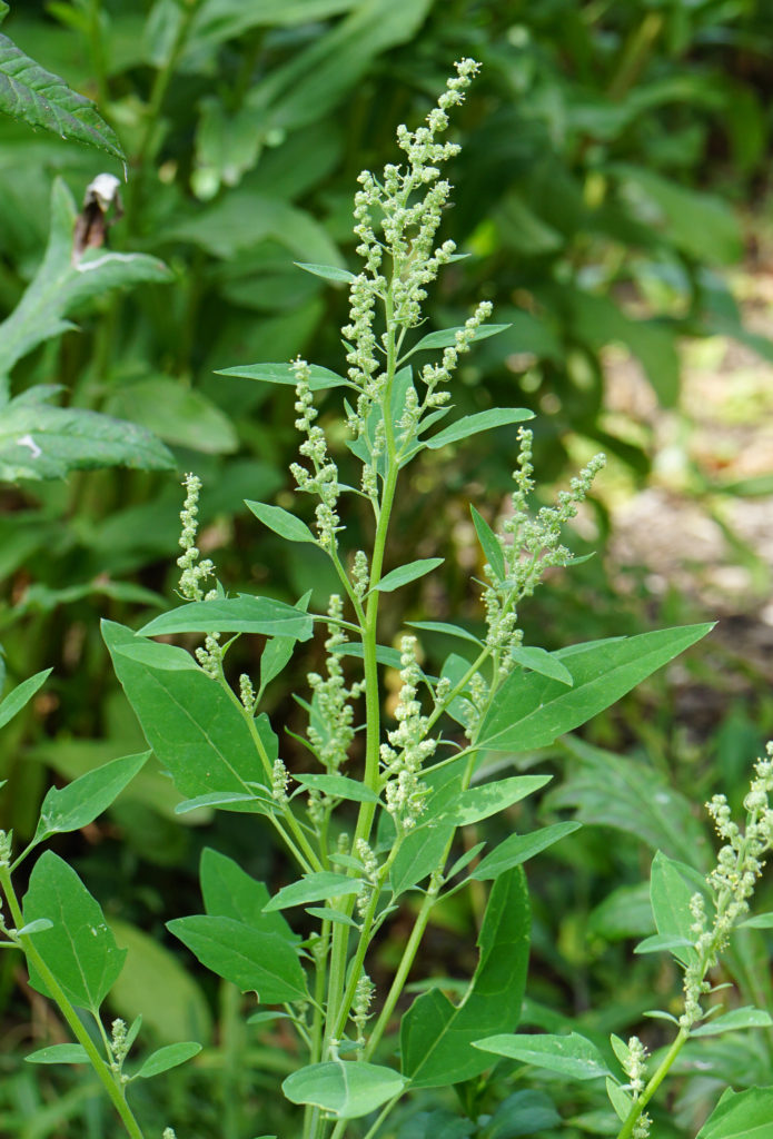Лебеда садовая (Atriplex hortensis)