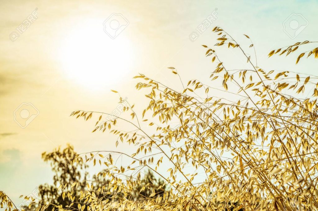 Овёс посевной / ©123rf Овёс посевной