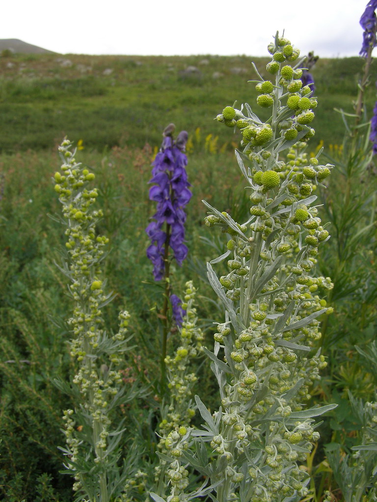 Полынь Сиверса (лат. Artemisia sieversiana)