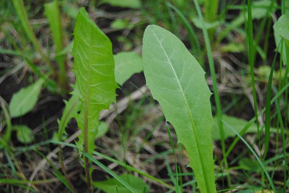 Листья одуванчика / ©pinterest Листья одуванчика / ©pinterest