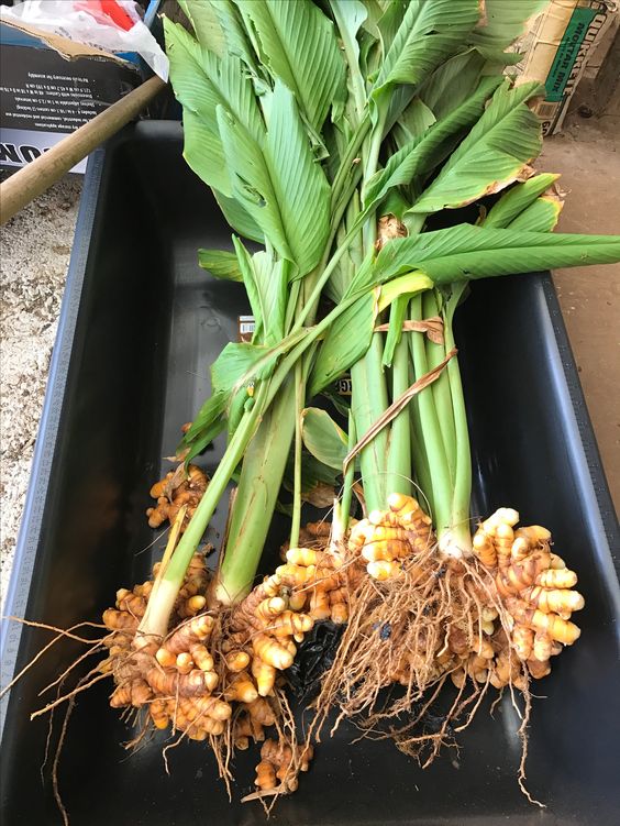 Curcuma longa /собранная куркума длинная / корни 