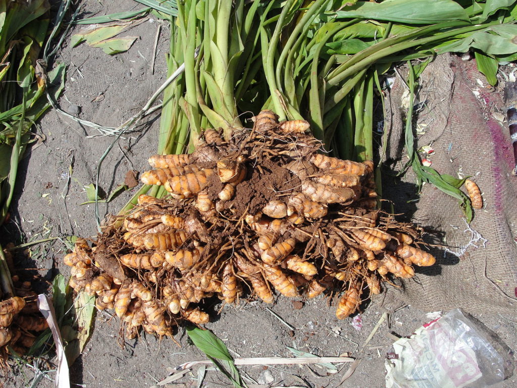 Curcuma longa /собранная куркума длинная / корни 