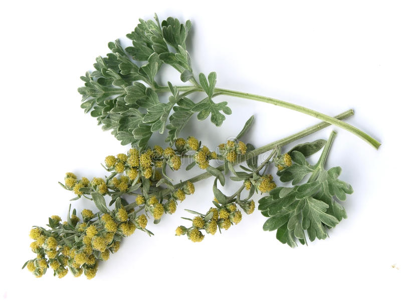 полынь горькая (лат. Artem&iacute;sia abs&iacute;nthium)