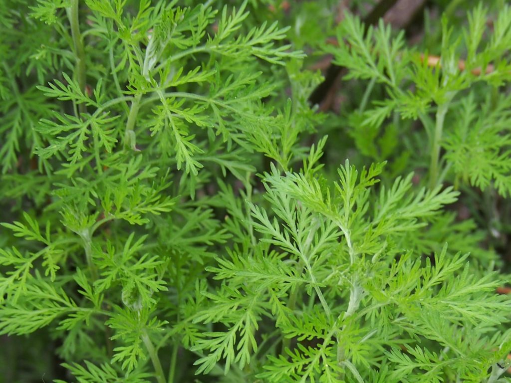 Полынь лечебная / Artemisia abrotanum 