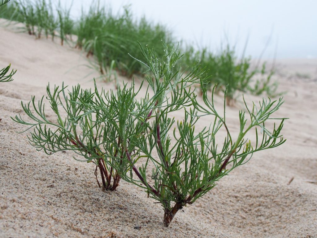 Полынь полевая / равнинная /Artemisia campestris