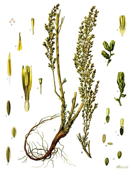 Полынь цитварная (лат.&nbsp;Artemisia cina)