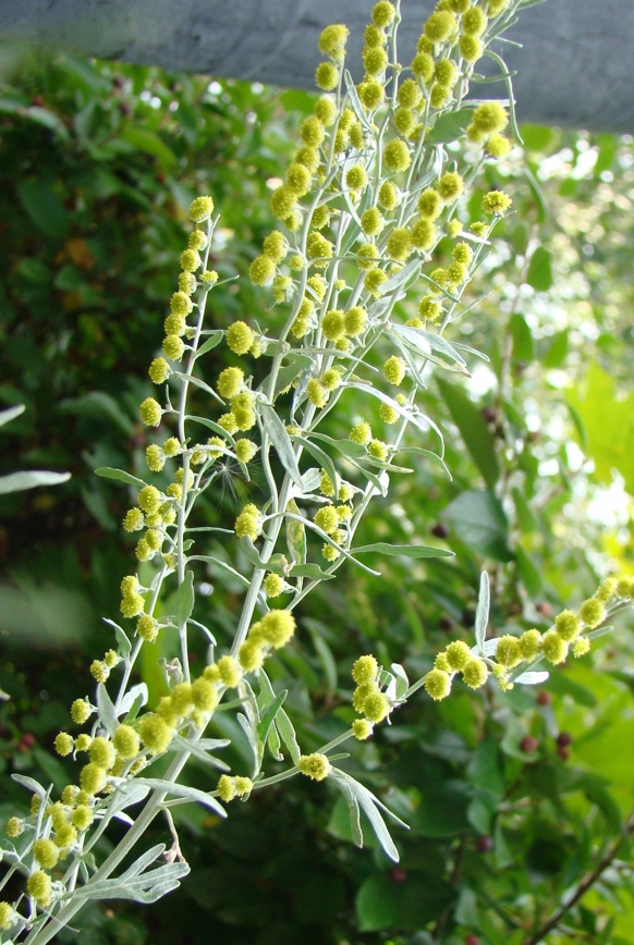 Полынь Сиверса / Artemisia_sieversiana 