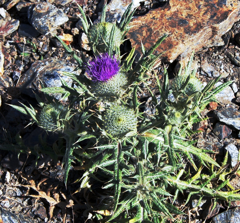 Бодяк обыкновенный Cirsium vulgare Общий вид цветущего растения / (CC0) Бодяк обыкновенный Cirsium vulgare Общий вид цветущего растения / (CC0)