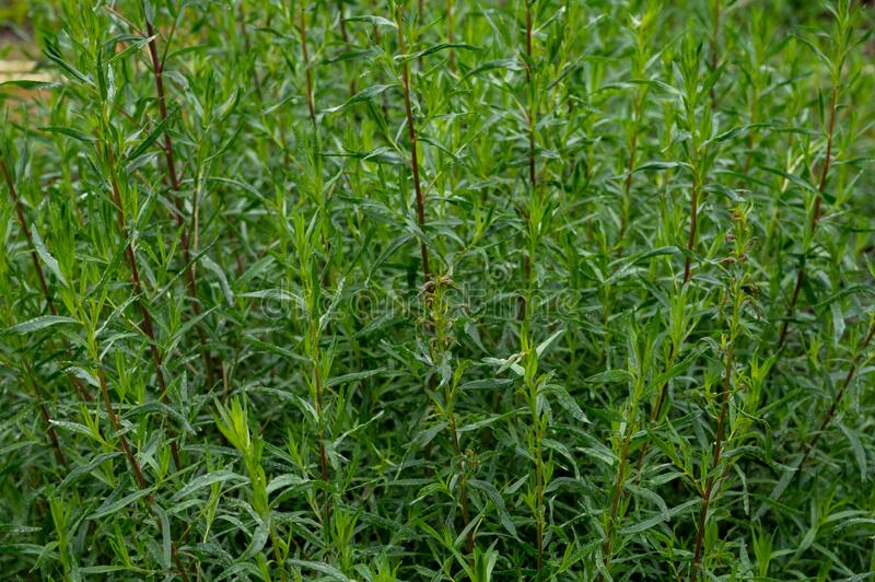 Полынь эстрагонная / эстрагон / Estragon Artemisia dracunculus