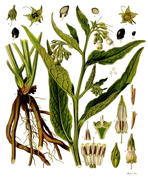 Окопник лекарственный(лат. Symphytum officinale)