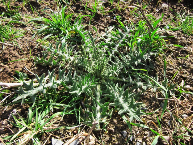 Чертополох колючий Carduus_acanthoides / (CC0) Чертополох колючий Carduus_acanthoides