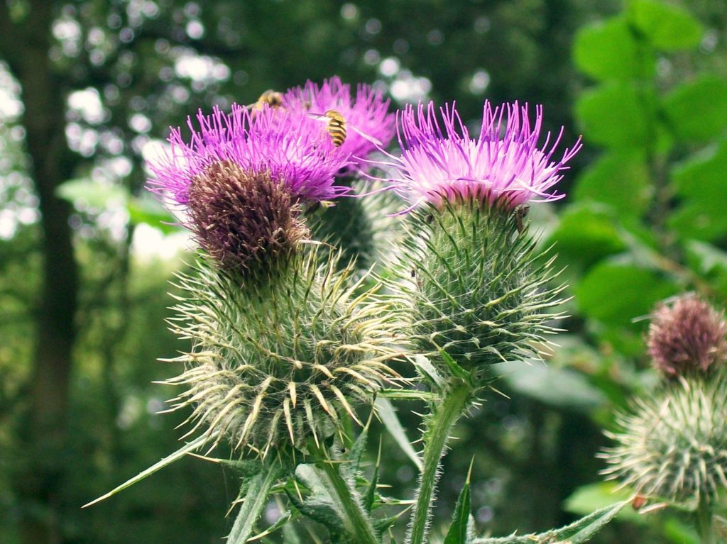 Чертополох обыкновенный (Cirsium vulgare). Агрессивный сорняк /©AnemoneProjectors Чертополох обыкновенный (Cirsium vulgare). Агрессивный сорняк
