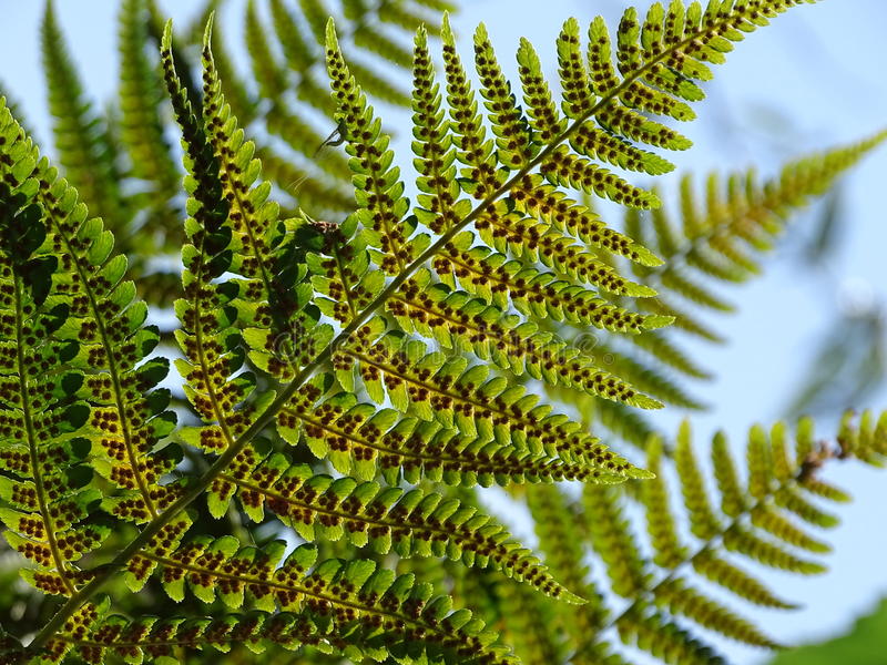 Мужской папоротник Dryopteris filix mas / листья