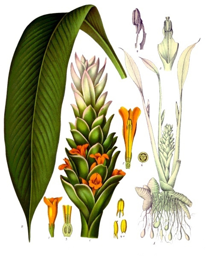 Curcuma longa / Куркума длинная