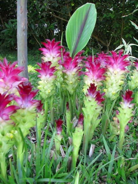 Куркума, Curcuma / &copy;pinterest
