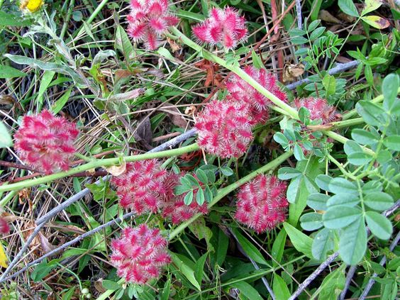 Солодка / Glycyrrhiza echinata_L