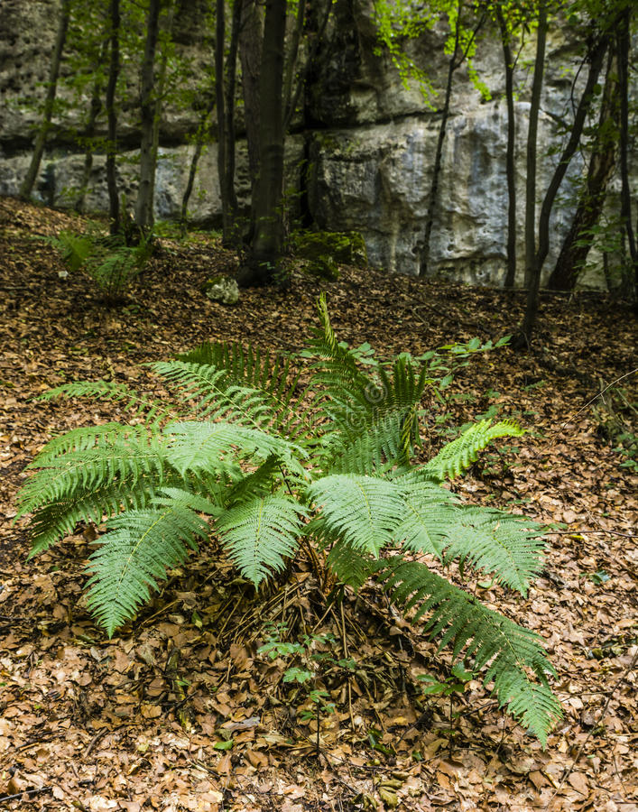 Папоротник щитовник (Dryopteris filix-mas) в лесу 