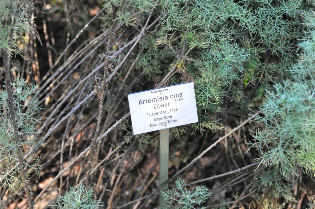 Полынь цитварная / Artemisia cina