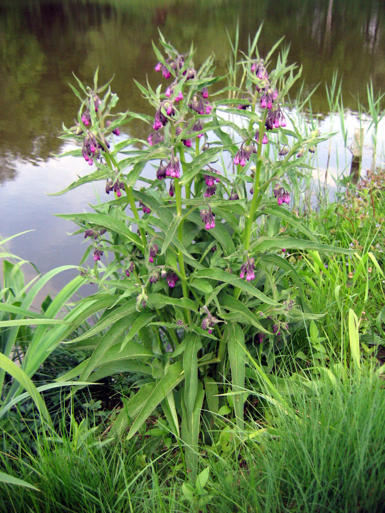 Окопник лекарственный(лат. Symphytum officinale)