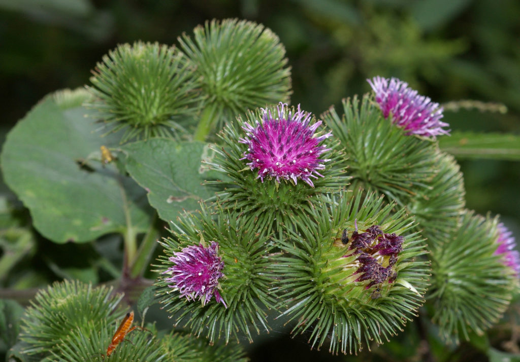 Репейник Лопух большой (лат. Arctium lappa) / колючие соцветие
