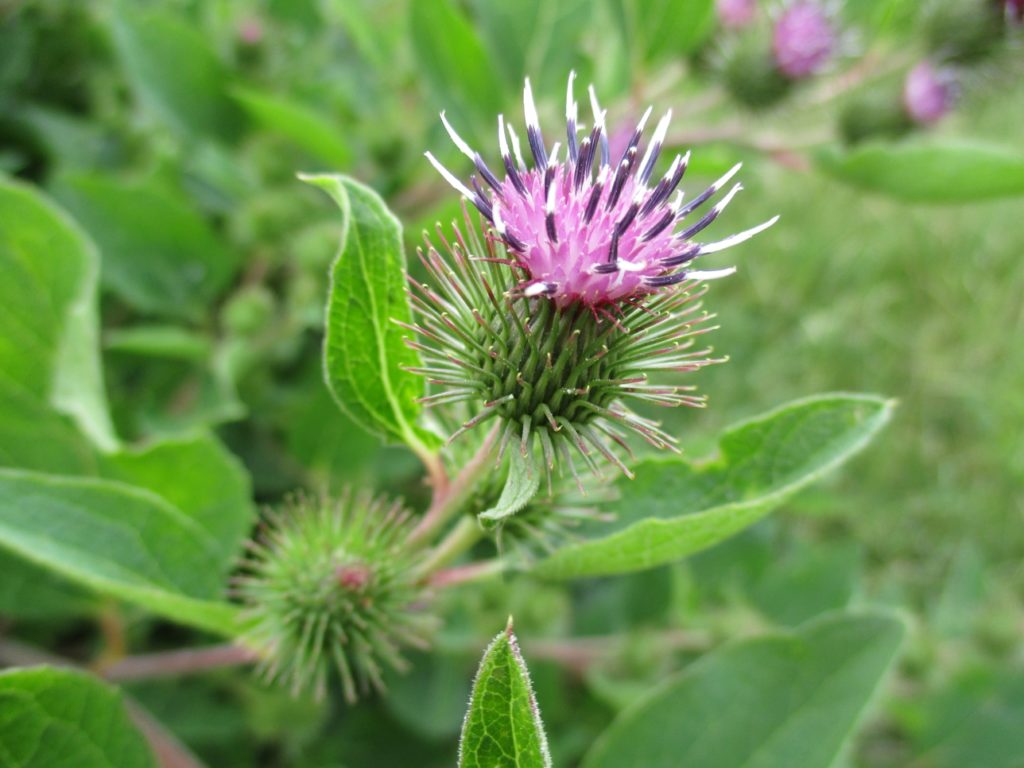 Репейник Лопух большой (лат. Arctium lappa) / колючие соцветие