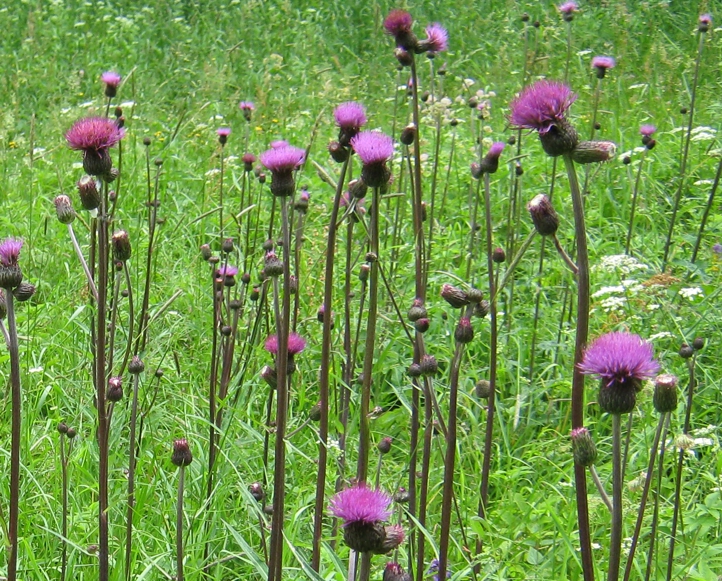 Бодяк разнолистный (Cirsium heterophyllum) — типовой вид рода Бодяк. / фрагмент © Эпипактис Бодяк разнолистный (Cirsium heterophyllum) — типовой вид рода Бодяк. / фрагмент © Эпипактис
