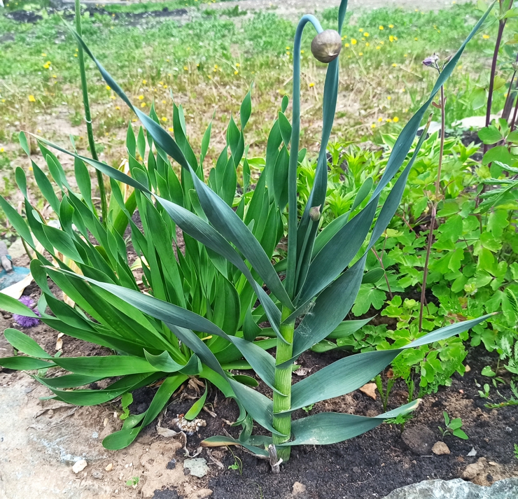 Лук косой (лат. Allium obliquum) 