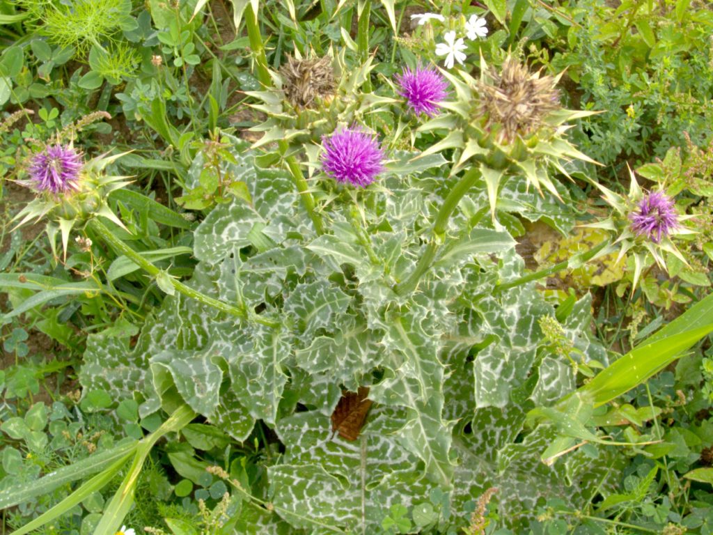  Расторопша пятнистая Silybum marianum