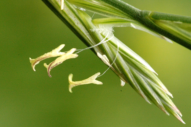 Пырей ползучий, Aqropyrum repens / семена / ©James K. Lindsey Пырей ползучий, Aqropyrum repens / семена