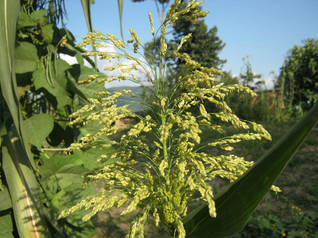 Просо обыкновенное / ©Криш Дулал Просо обыкновенное Panicum miliaceum